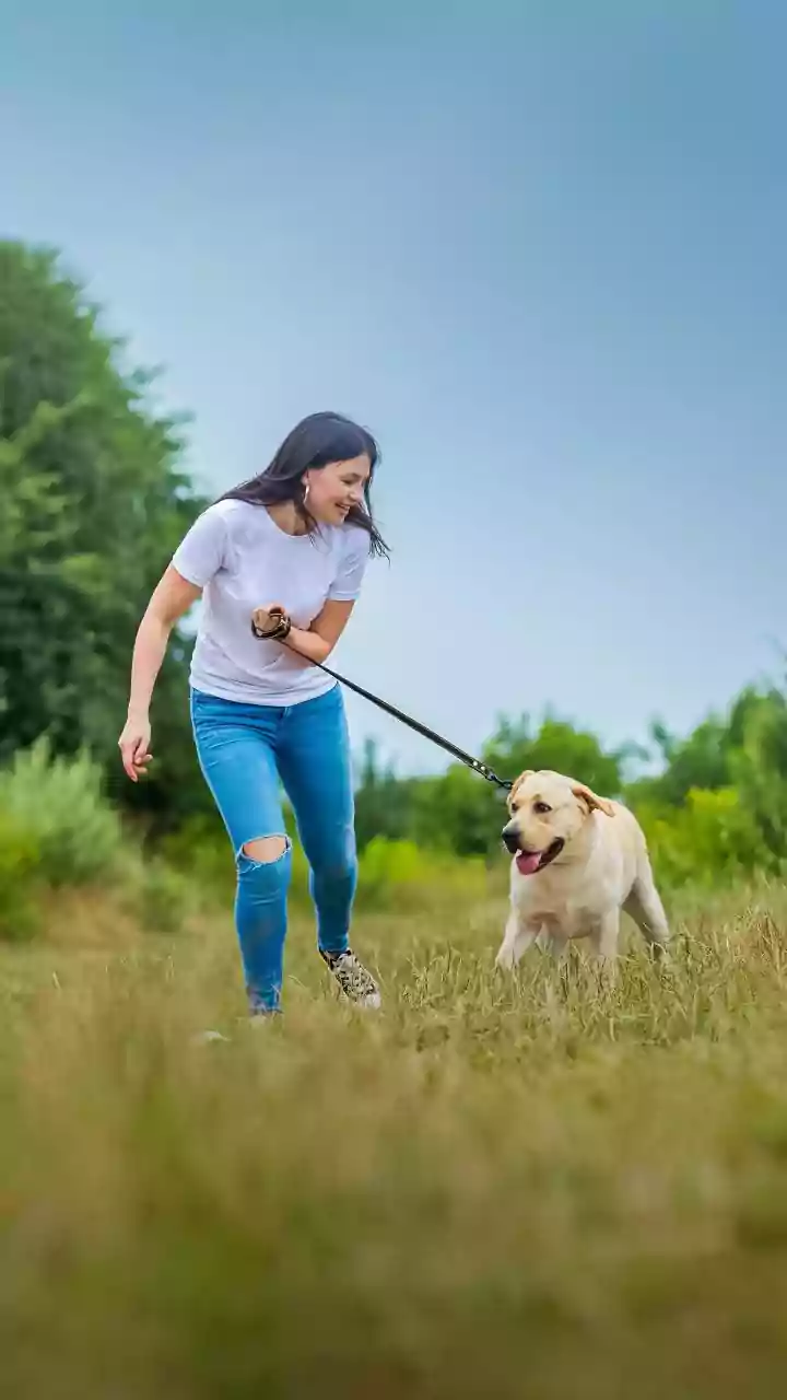 SC slams Maneka Gandhi for remarks on stray dog order