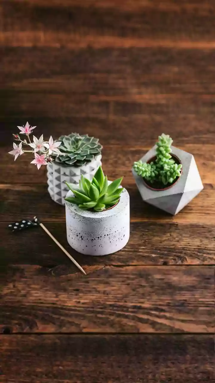 Why potted succulents and artisan crafts make the most durable plastic-free festive gifts