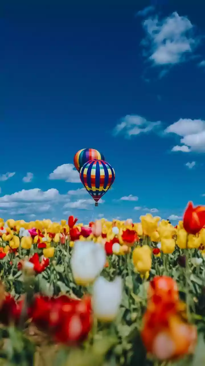 IMD temperature check — tap to see today’s status.