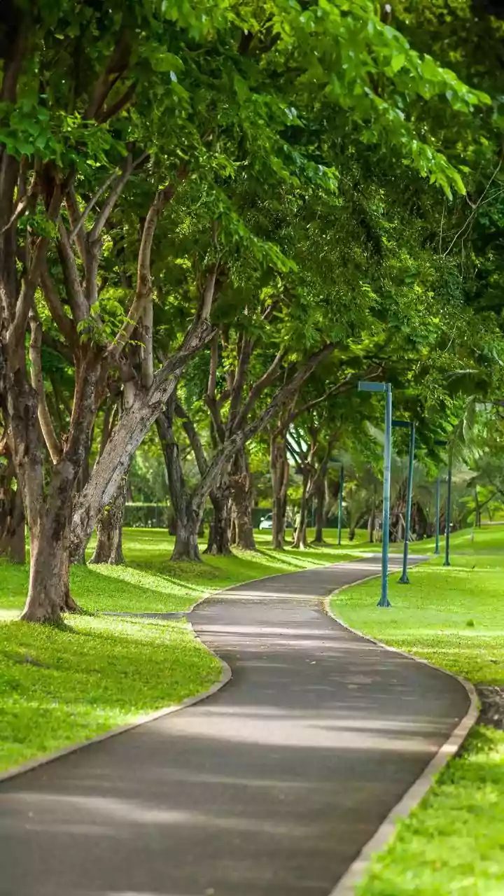 Walk Towards Wellness: A Guide to Managing Diabetes & BP