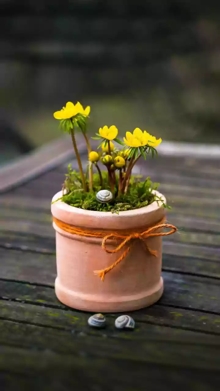 Drainage, Cleanliness and Stability Define a Usable Shell Pot