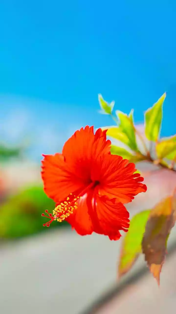 African Hibiscus Is Being Explored In Botanical Skin Care Without Evidence For Miracle Results, Keeping The Current Status In Focus