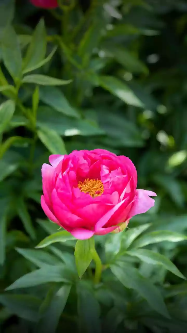 Peony Wangi Apa? Ini Karakteristik Aroma Floralnya