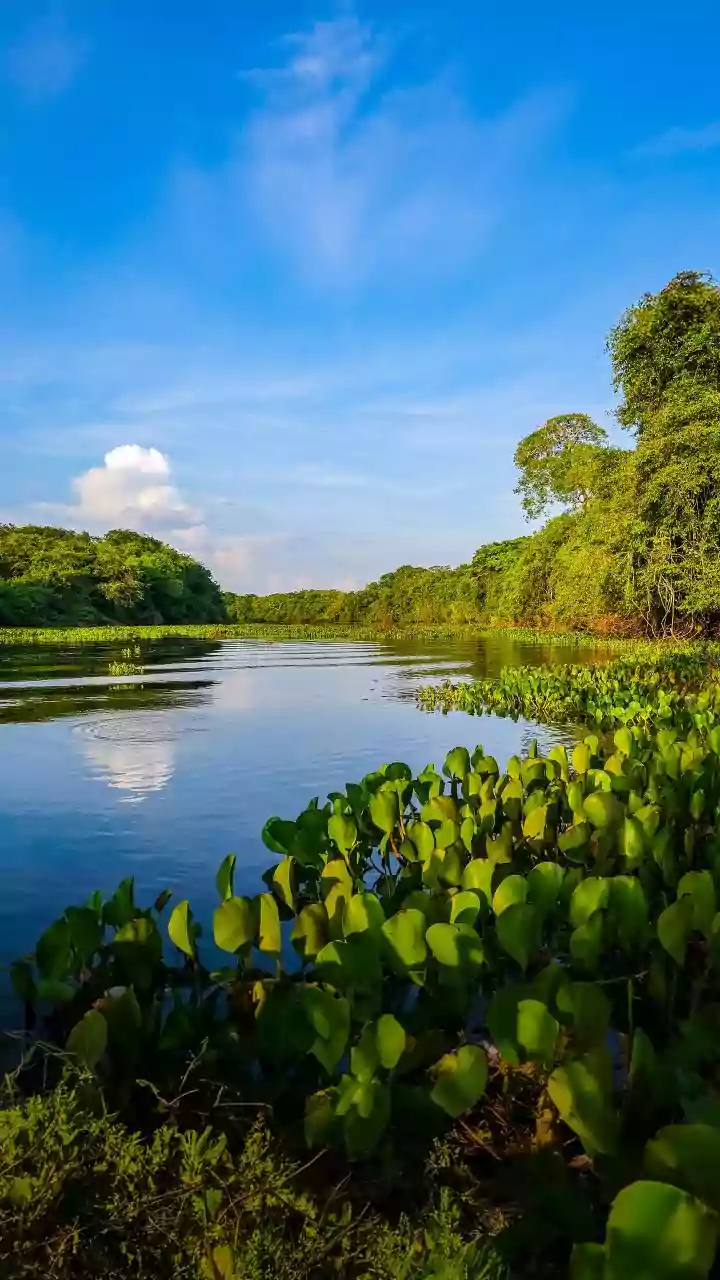 Three Bihar wetlands get Ramsar certification on World Wetlands Day