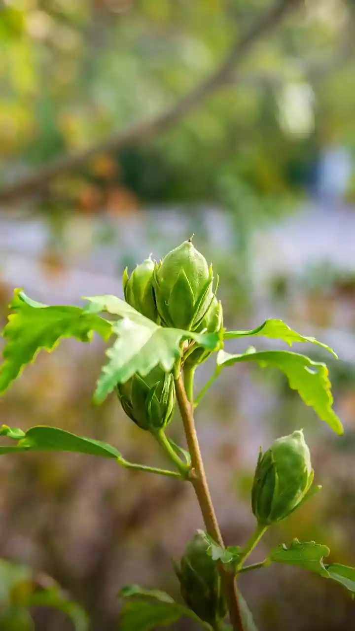 Unlock Nature's Secrets: 5 Surprising Health Benefits of Wild Lettuce