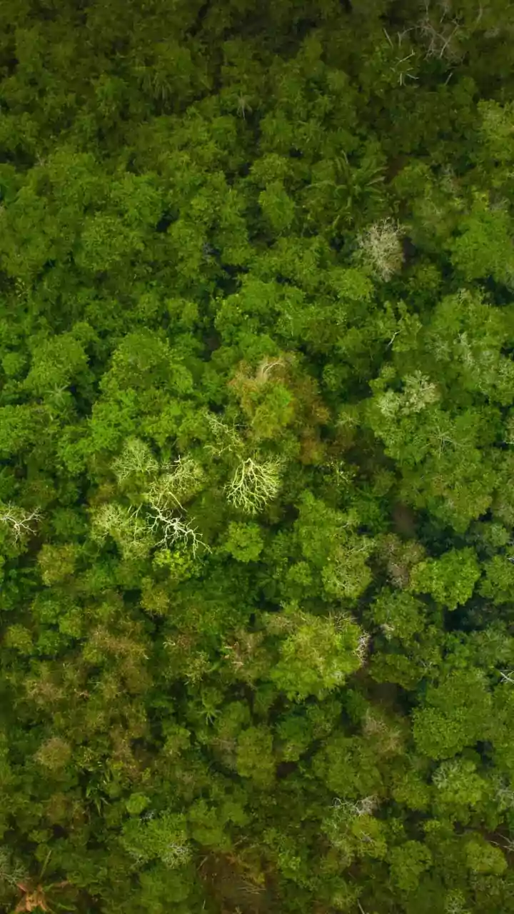 5 Jungle Survival Tips: Grylls' Wisdom