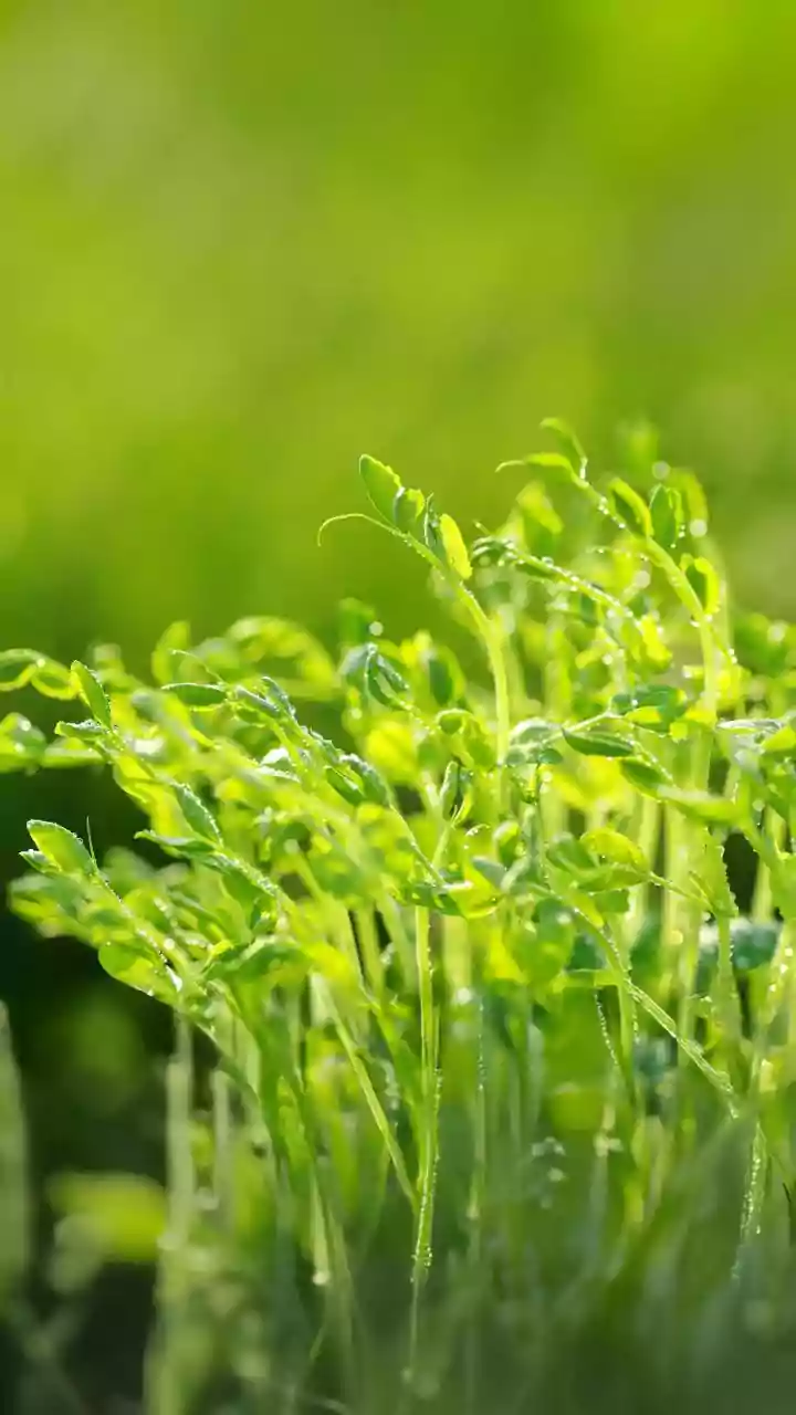 How Compact Windowsill Setups Support Fast Germination And Easy Harvesting Of Micro-Green Varieties