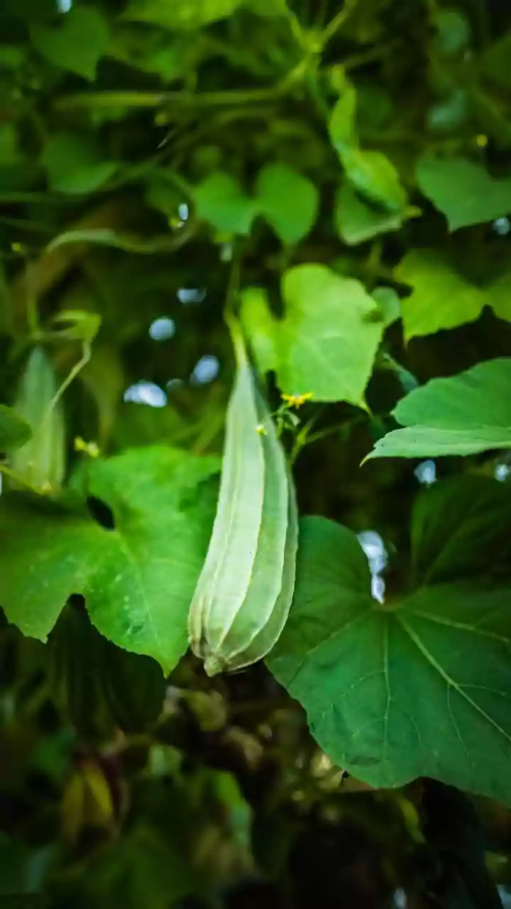 Start A Kitchen Garden With These Monsoon Vegetables