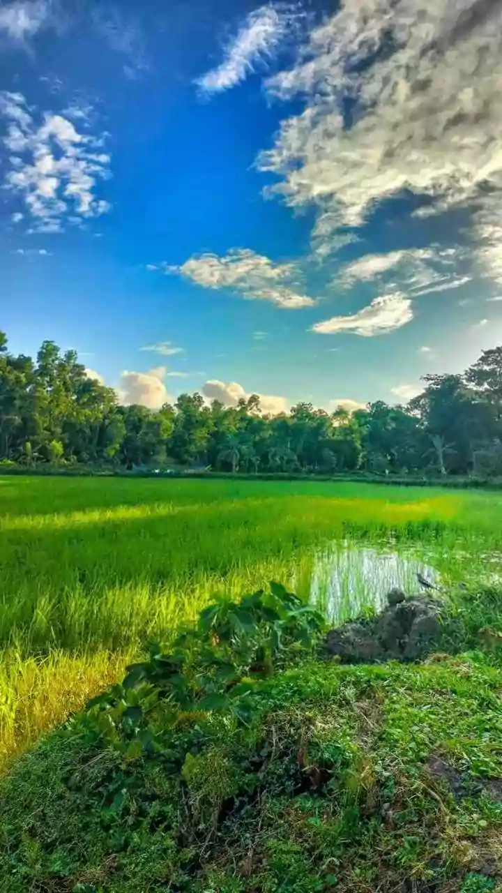 Assam wins national prize at NCERT's Kala Utsav-2025