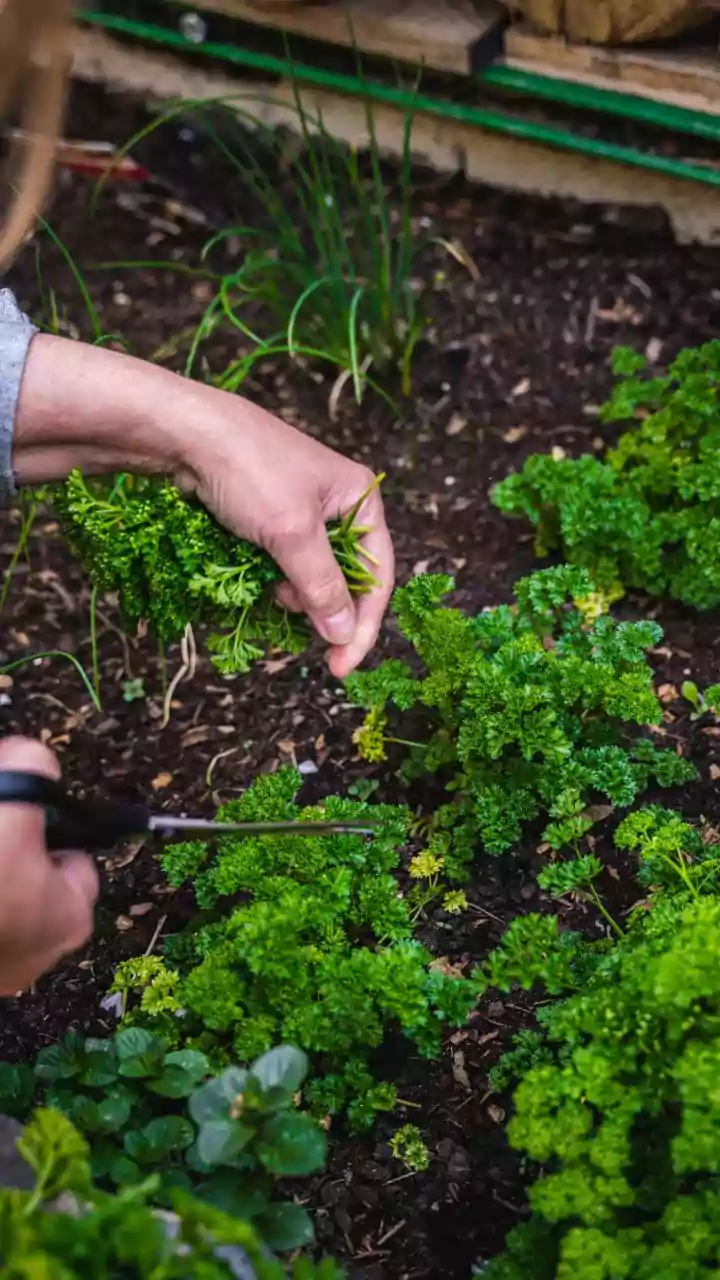 Balcony Herbs Need Regular Harvesting As Much As Watering