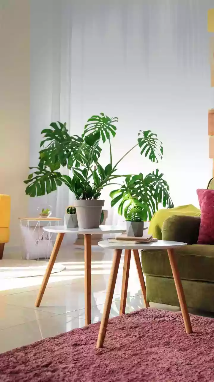 Tiny Flats Need Hardy Plants, Not Tantrums