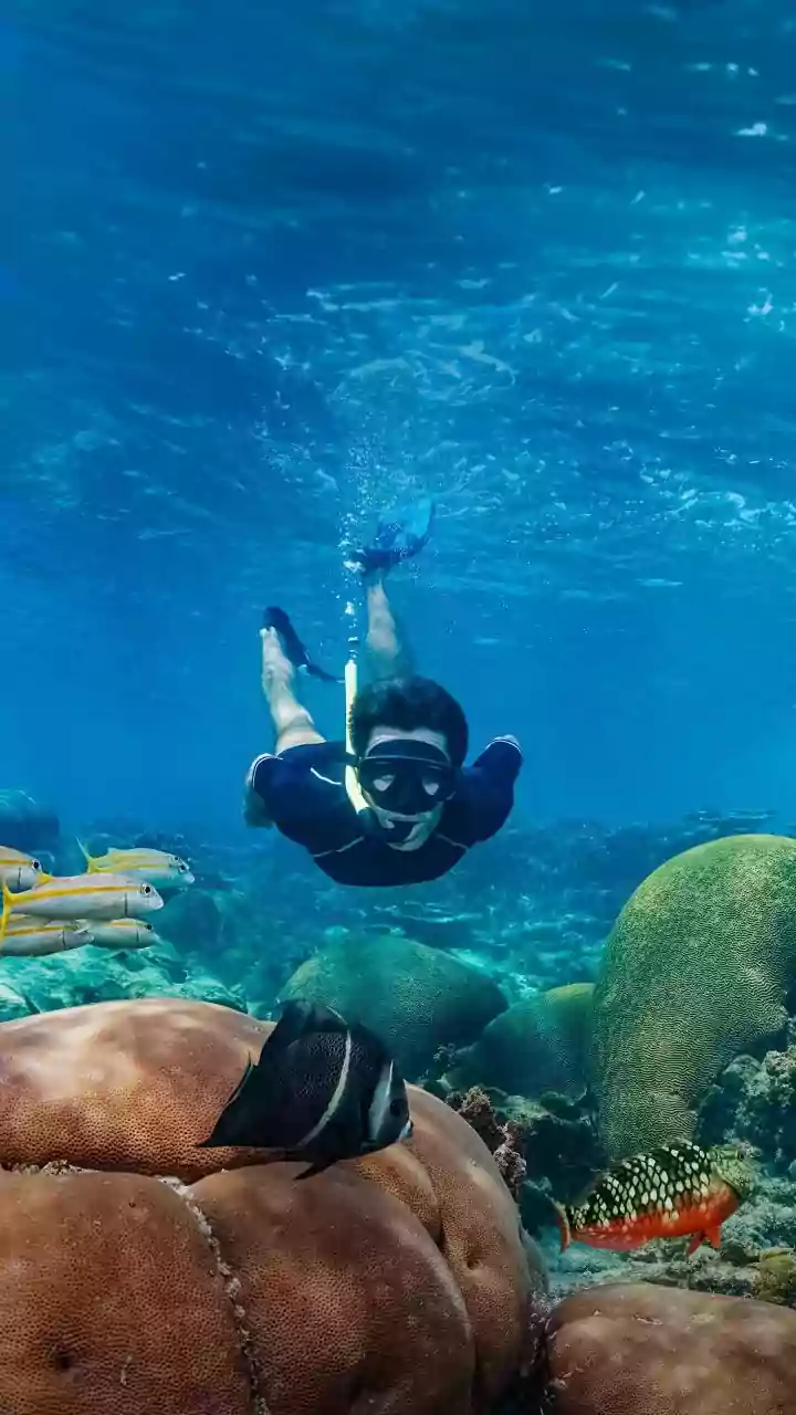 How Marine Scientists Harvest Heat Resistant Coral Species To Preserve Threatened Coastal Fisheries