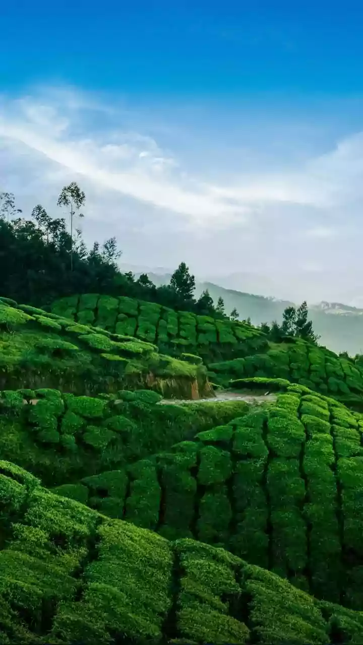 Coorg Coffee Plantation Stays Experience Surge In Off Season Slow Travellers Wanting Nature Escapes