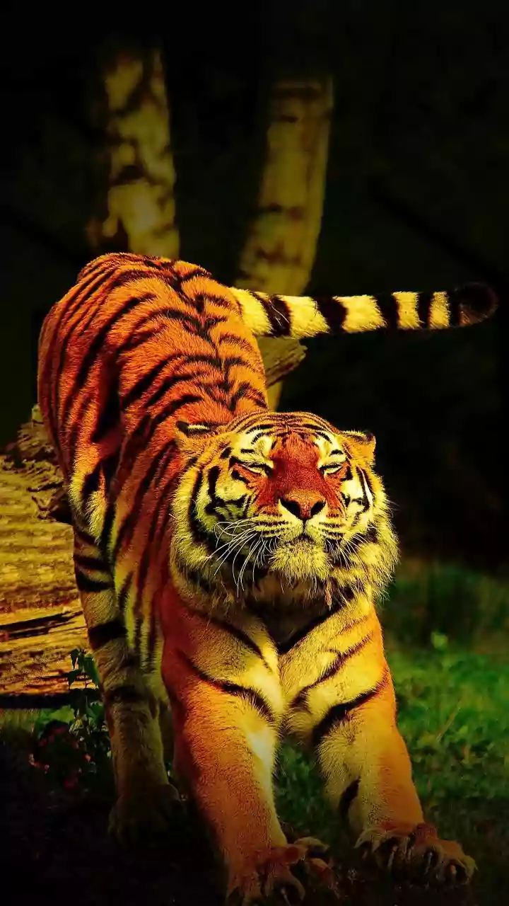 Conservation Success Gives Nepal More Tigers and More Responsibility