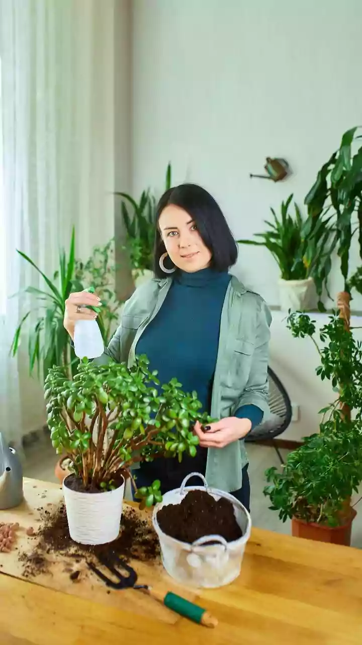 Simple Gardening Tips For Beginners Foolproof Indoor Houseplants You Can Grow Easily