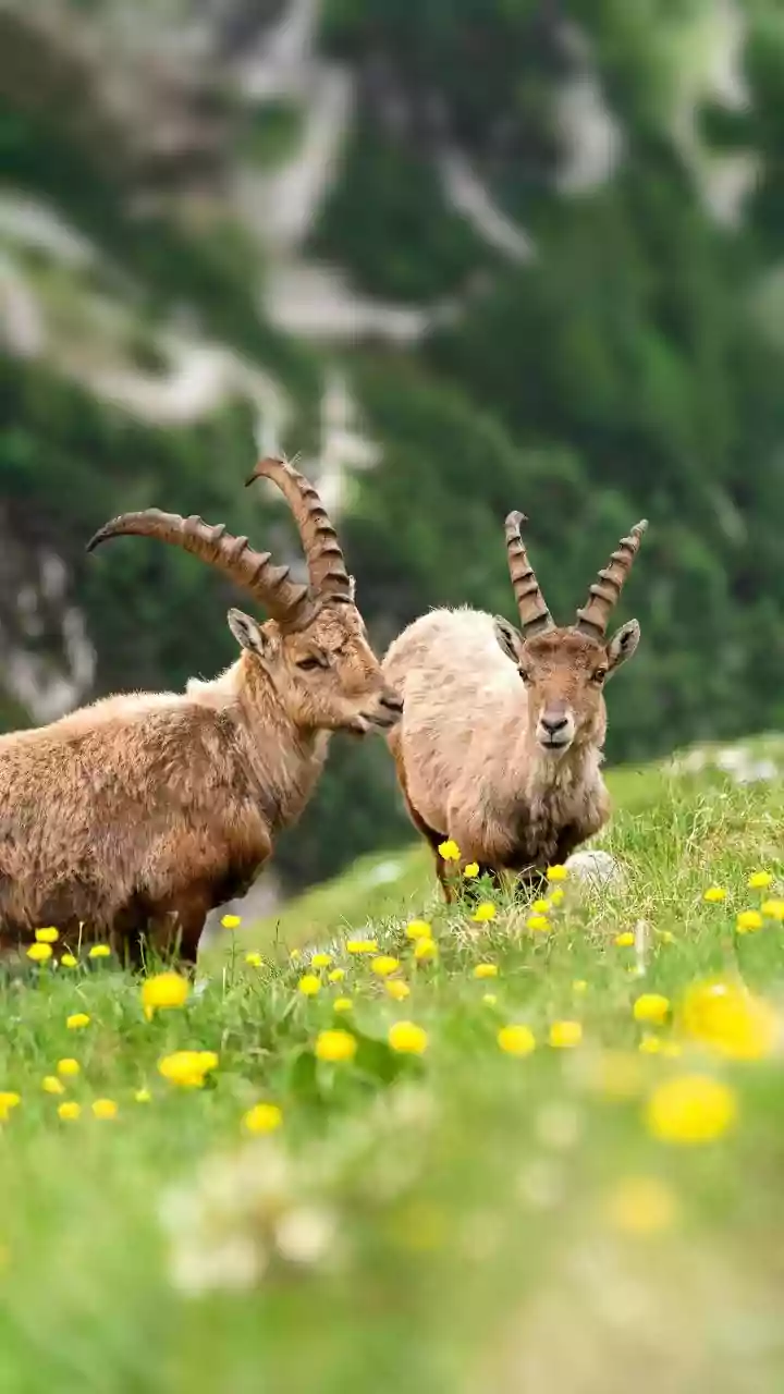 Ladakh Approves Structured Tourist Access to Sensitive Alpine Habitats