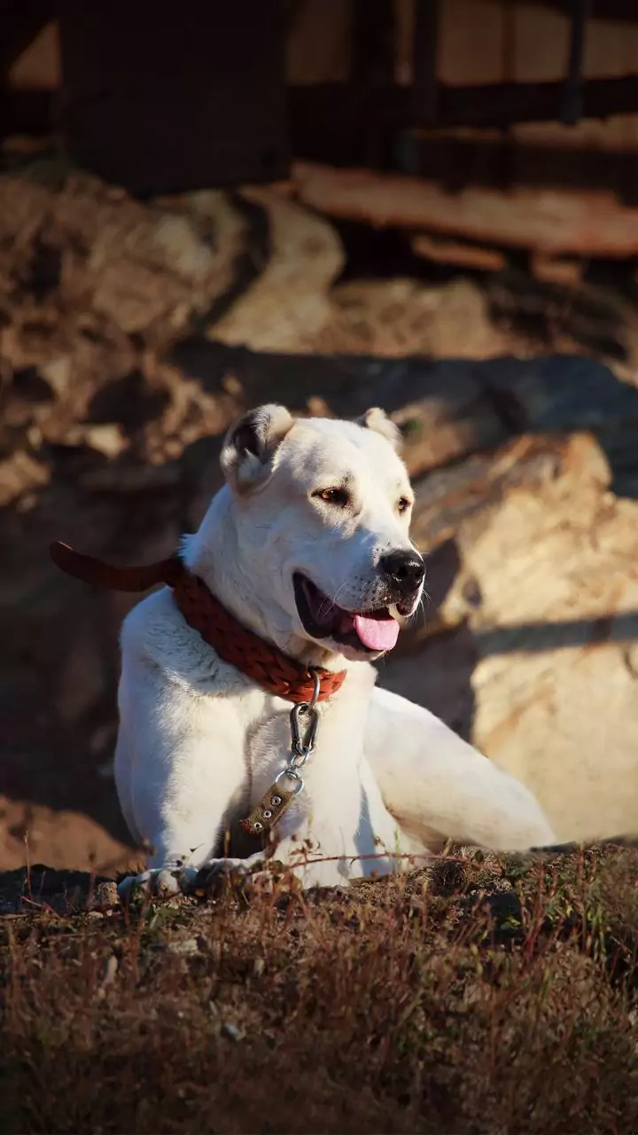 Stray white dog bites 130 people in Kalyan's Adharwadi area