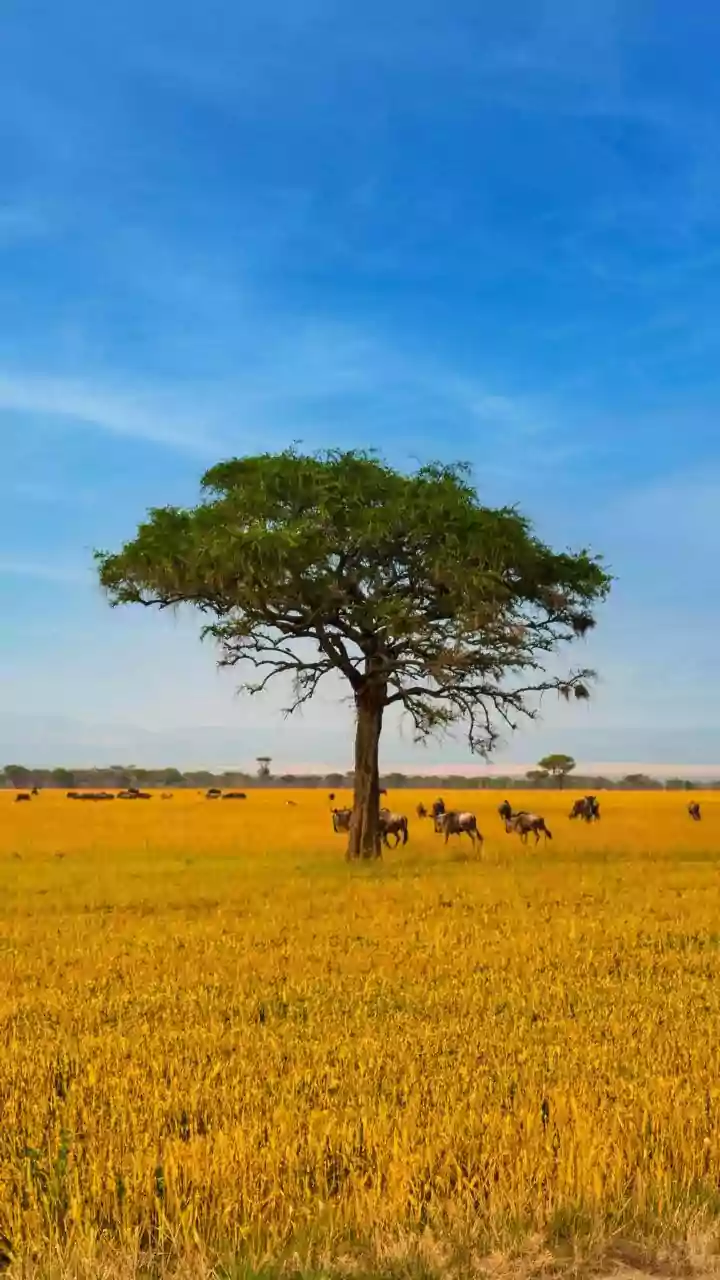 Sleepy Sentinels: Animals That Keep Watch While Snoozing