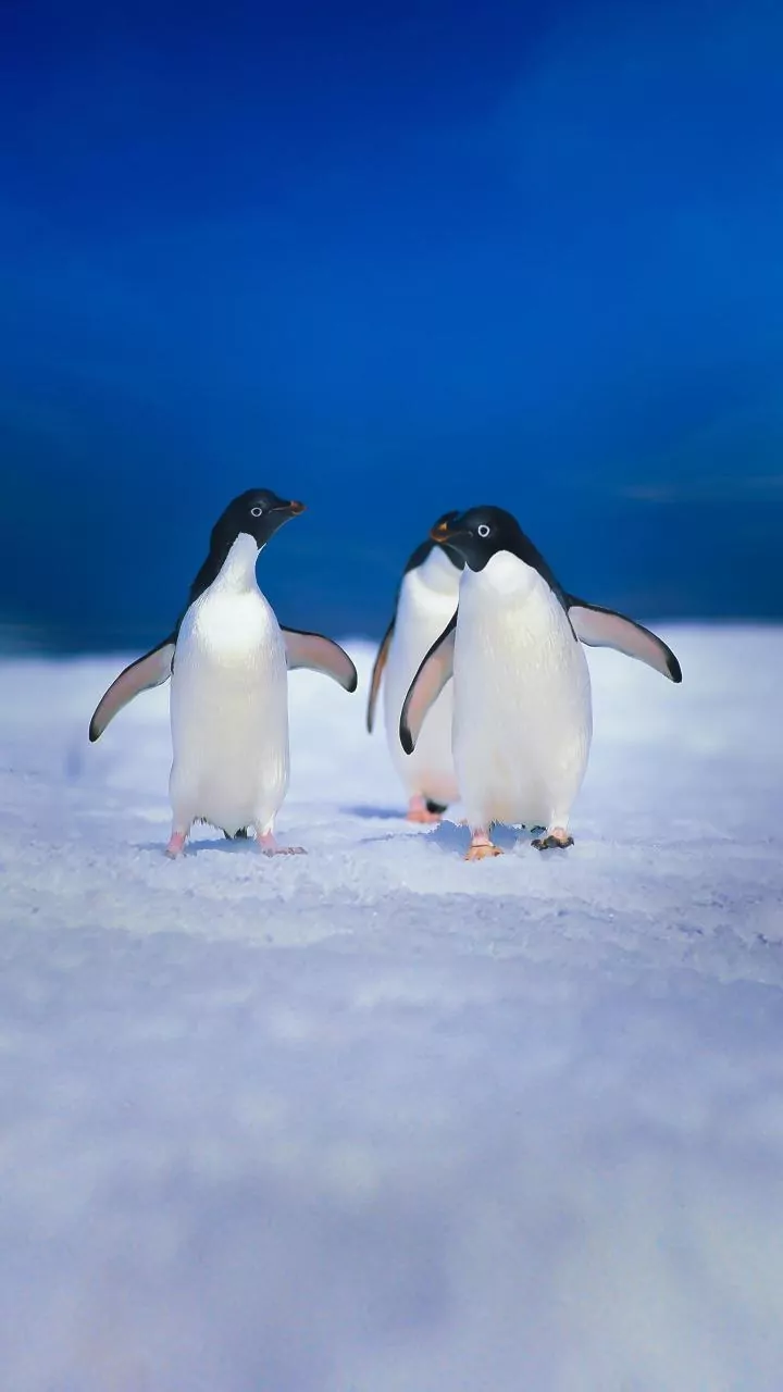 Antarctica’s 17.59 Million Square Kilometre Peak Was Well Below Average
