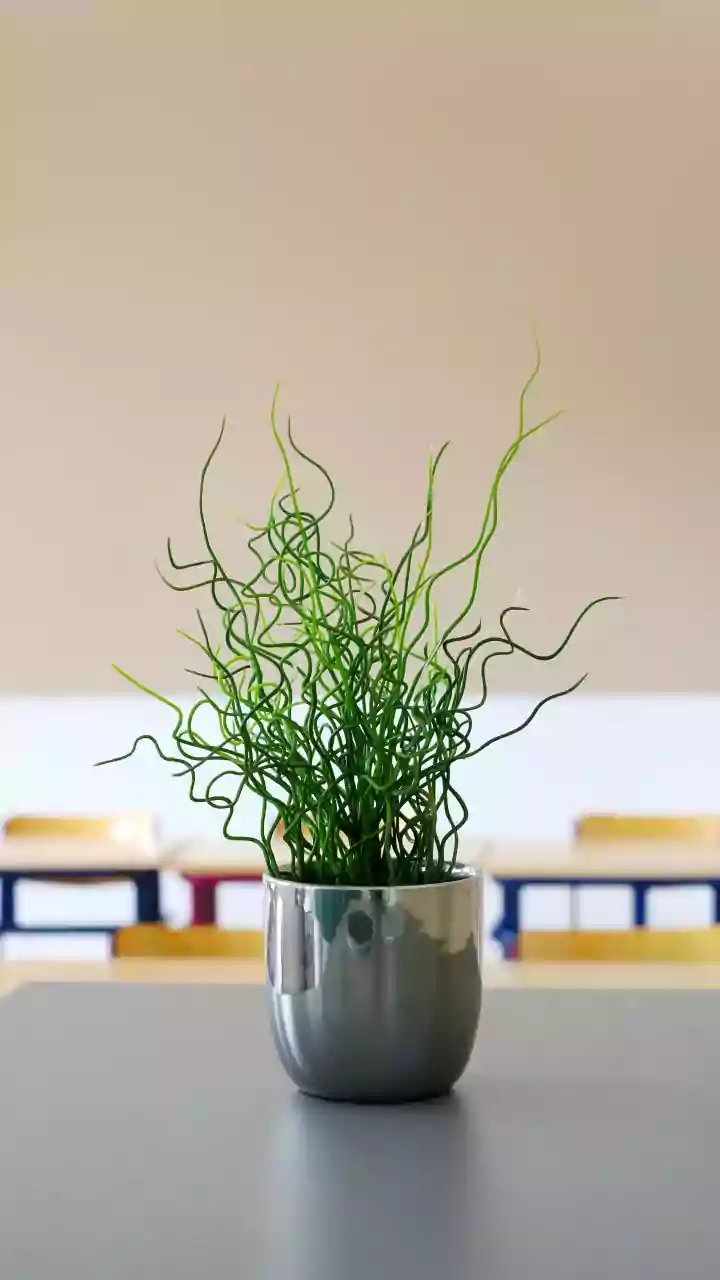 Why Simple Indoor Gardening Tips Help Freshers Keep Desk Plants Alive Without Constant Care