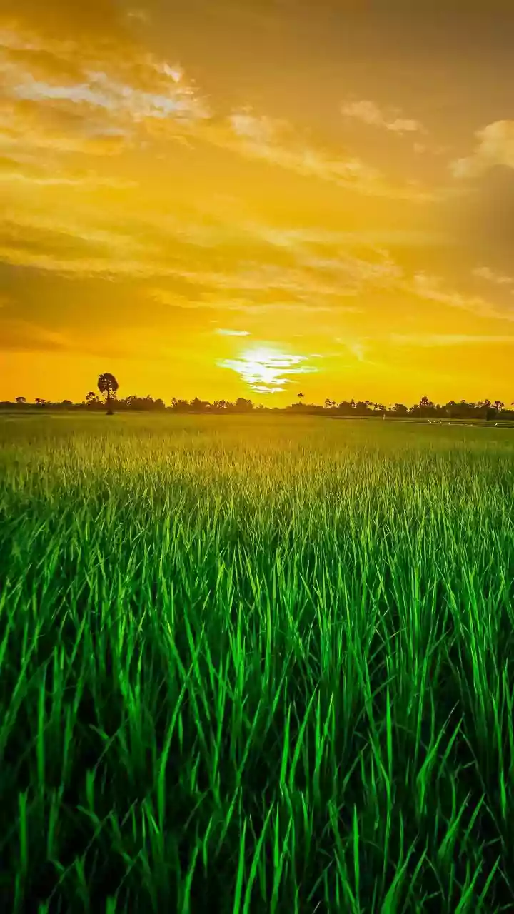 Kharif Crops Depend On These Rainfall Patterns