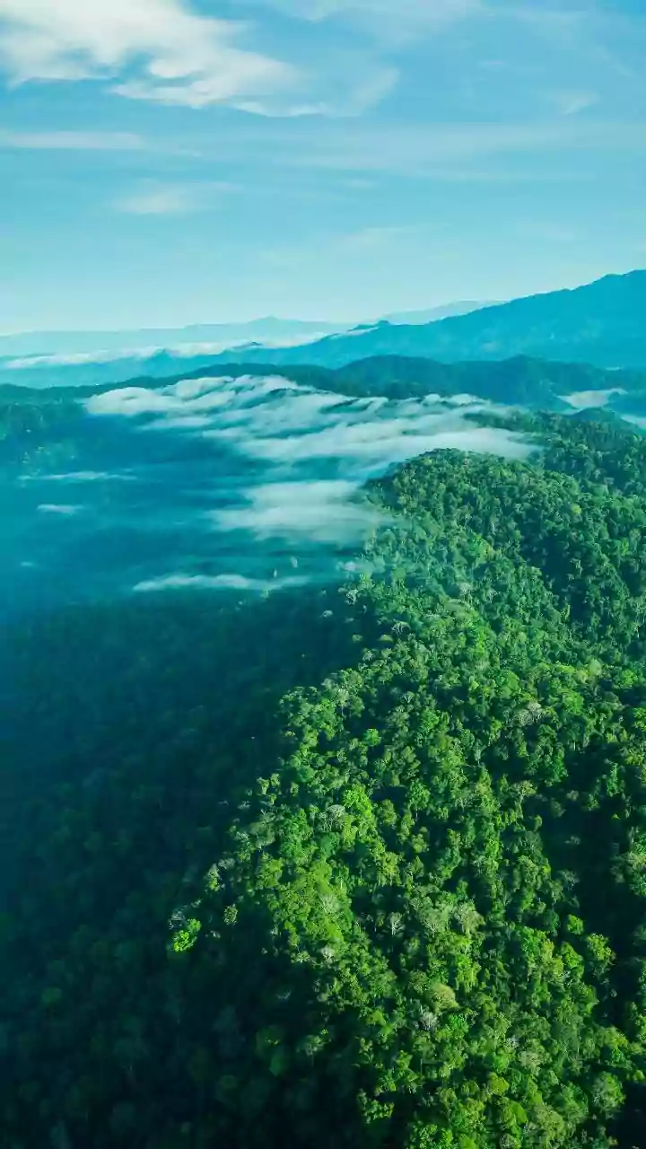 Scientists Link Shifting Rainfall Patterns To Emerging Changes In Indian Forests