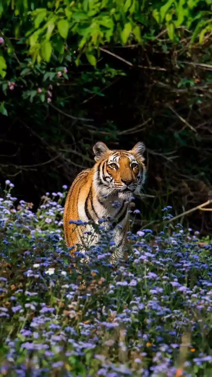 Ranthambore's New Booking-Season Surge: The Case For Reviewing Transparent Advance Reservations
