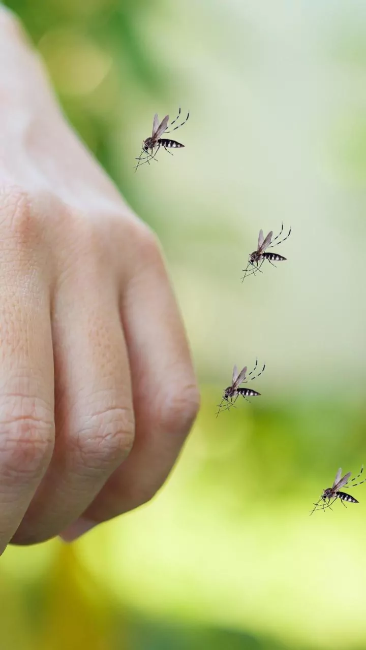 World Malaria Day: Discover 5 Natural Home Remedies to Ease Symptoms