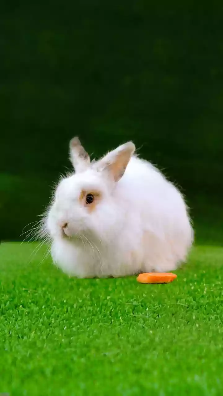 Australia’s Pet Craze Has Entered Its Bunny Era