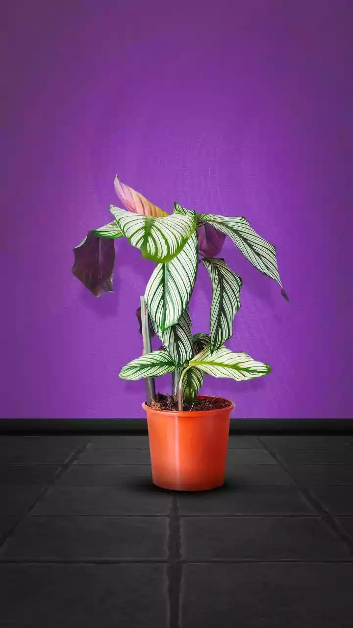 Indoor Plants That Need Little Light And Even Less Maintenance This Monsoon