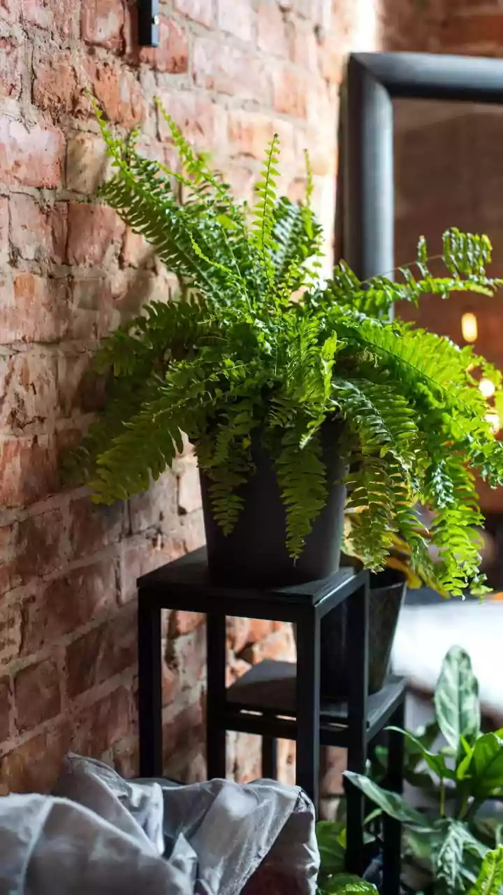 Thriving Indoor Ferns: Mastering Humidity for Lush Greenery
