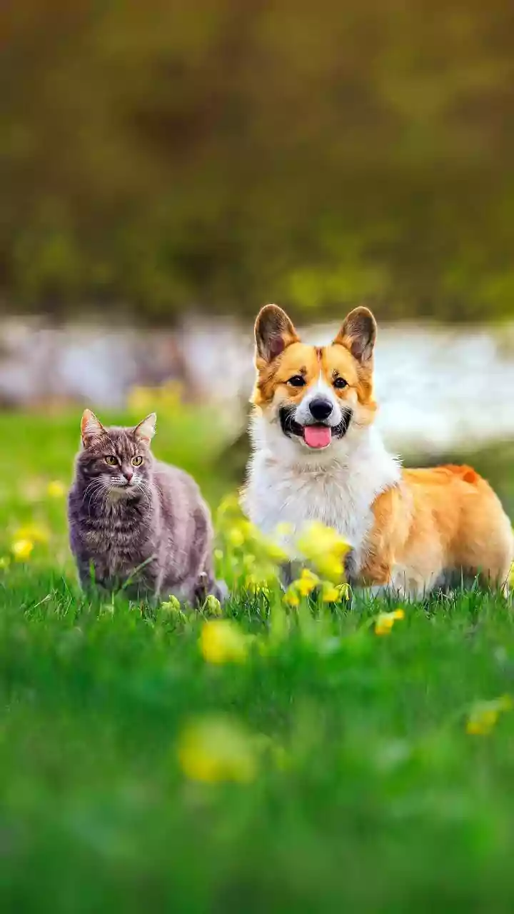 O segredo natural que cura feridas de cães e gatos mais rápido (e sem riscos se eles lamberem)