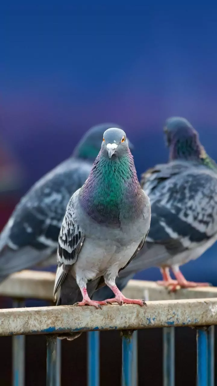 Jain monk stages protest against closure of Dadar Kabutarkhana in Mumbai