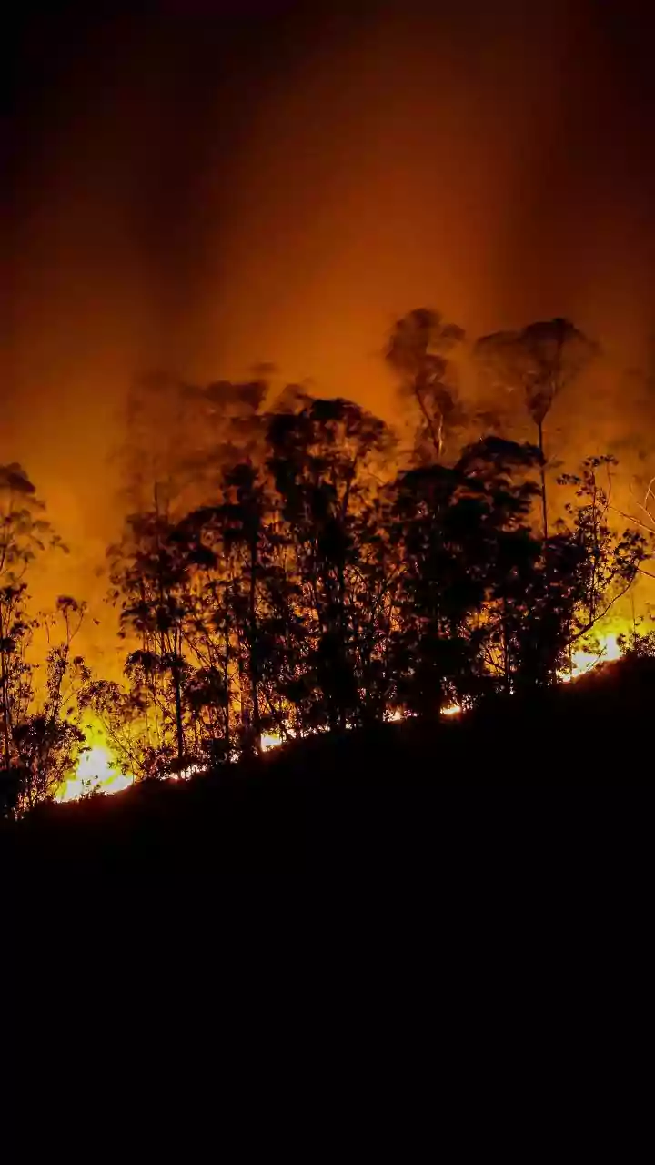 Uttarakhand Records Maximum Fire Alerts Amid Snowless January