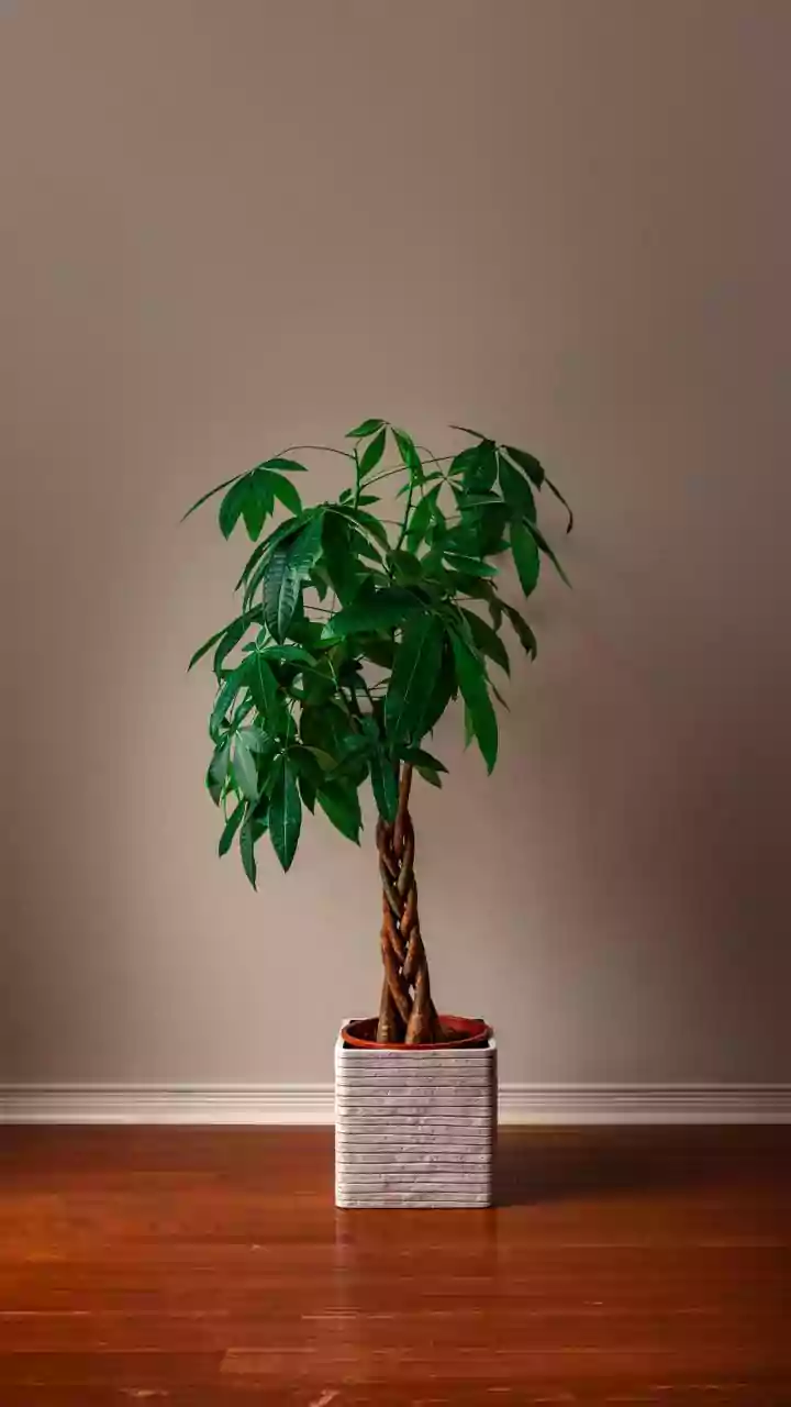How to keep your money plant's leaves spotless