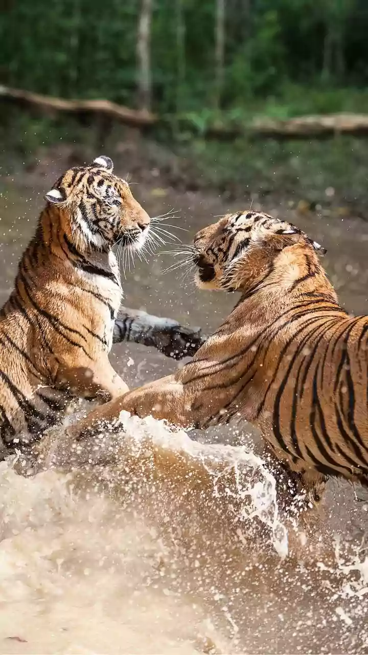 How Conservationists Prepare Forest Reserves Before Reintroducing Breeding Pairs Of Tigers