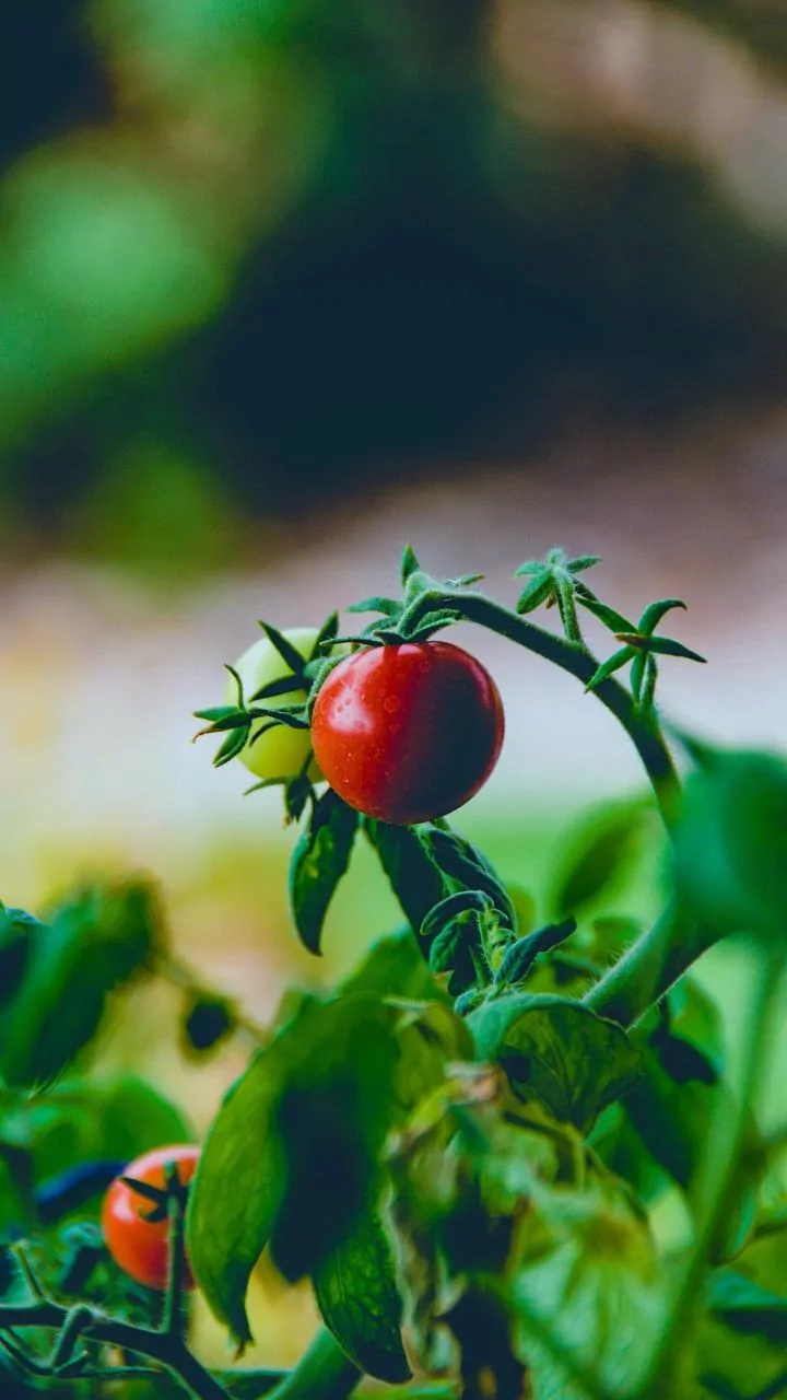 India's Urban Gardening Boom Continues