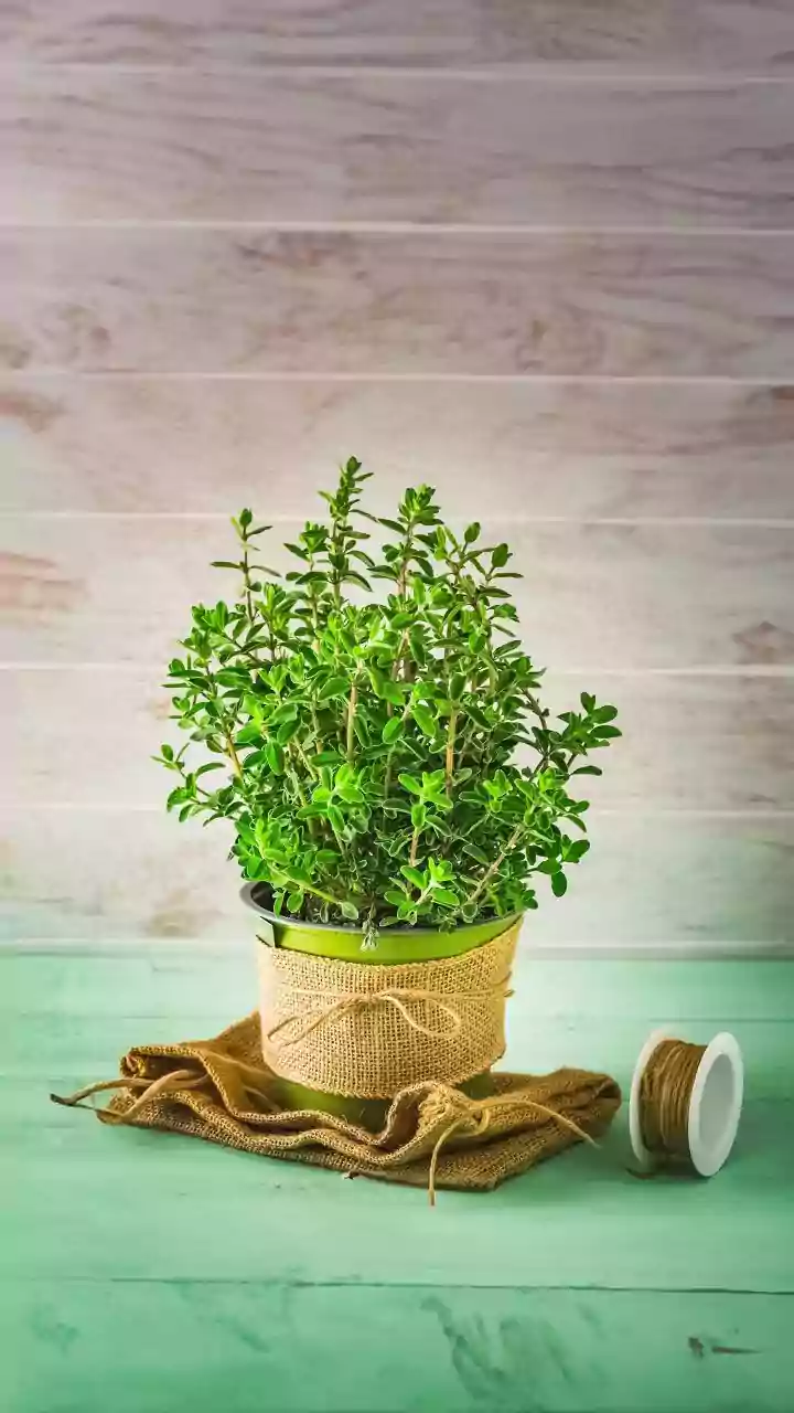 Monsoon Is A Great Time To Start A Shade-Friendly Herb Garden At Home