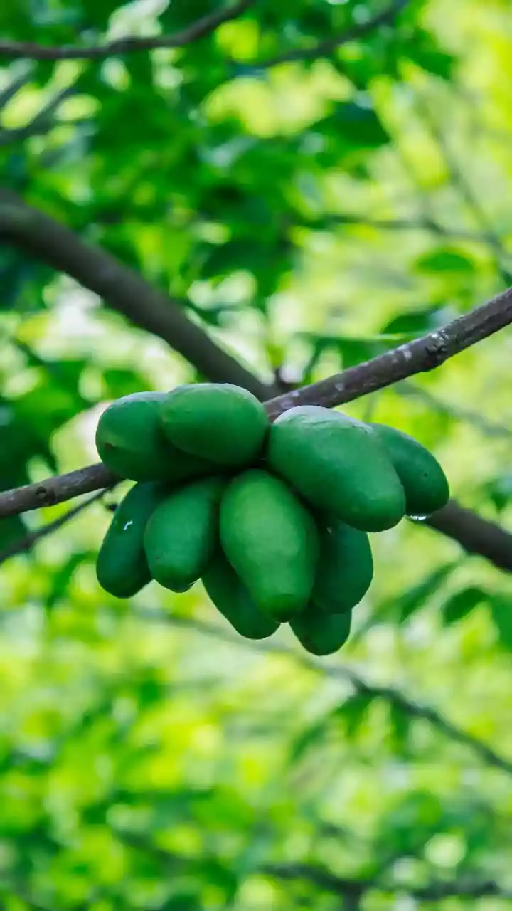 Savvy Mango Growers: Beat Black Spots and Boost Your Harvest Quality!