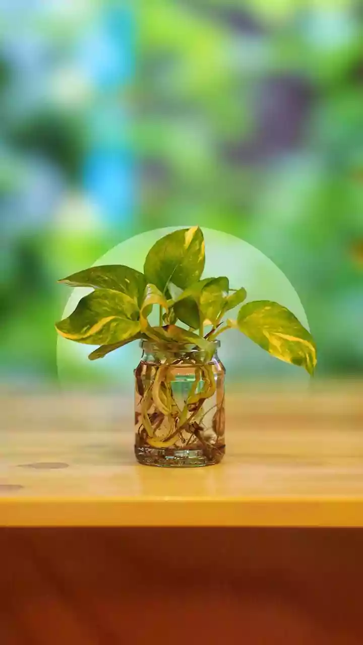 This Hydroponic Money Plant Propagation Hack Upgrades Workspace Decor