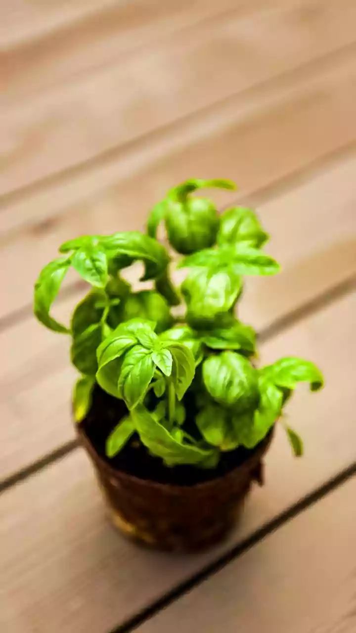 Why City Gardeners Prefer Balcony Herbs Over Decorative Plants This Season