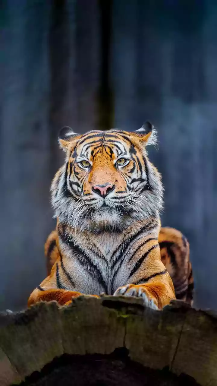 The Wild Is Calling Again! National Parks And Tiger Reserves You Must Visit As They Reopen Post Monsoon