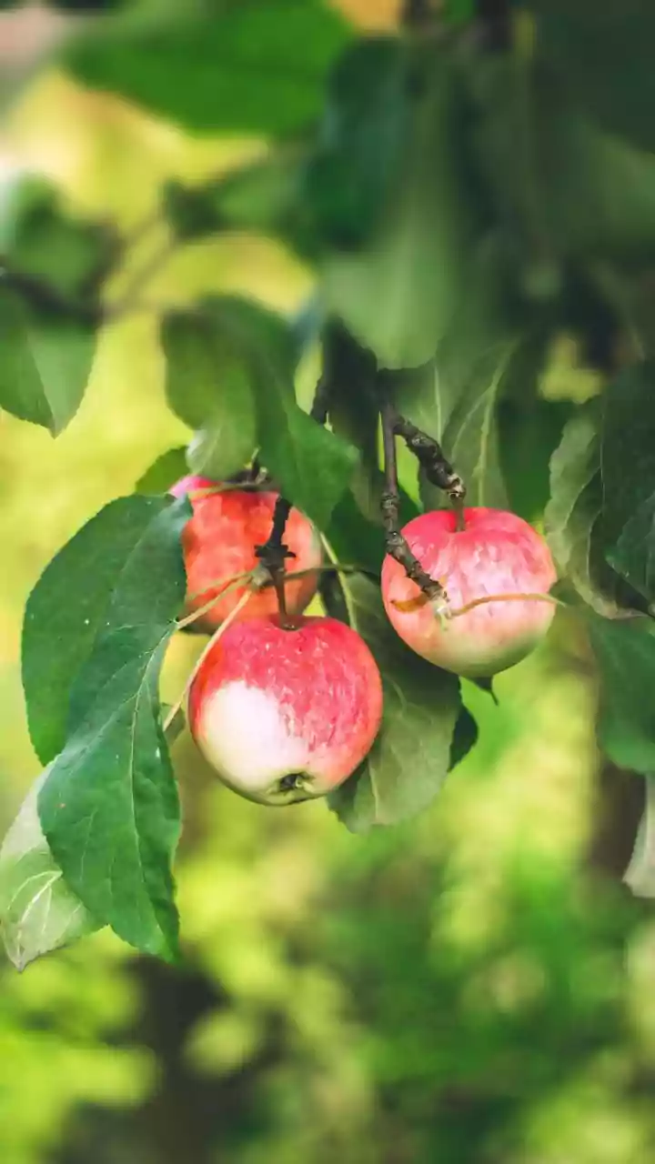 Kashmir Cooperatives Upgrade Storage Tech To Minimise Post-Harvest Spoilage In Apple Belt