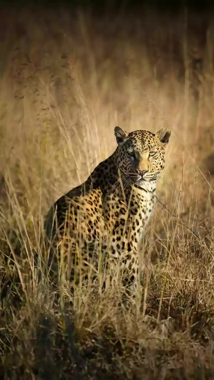 22-year-old tribal woman killed in leopard attack in UPs Balrampur