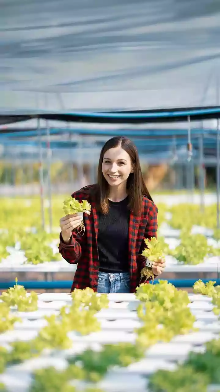 Grow blueberries without soil: Here's how
