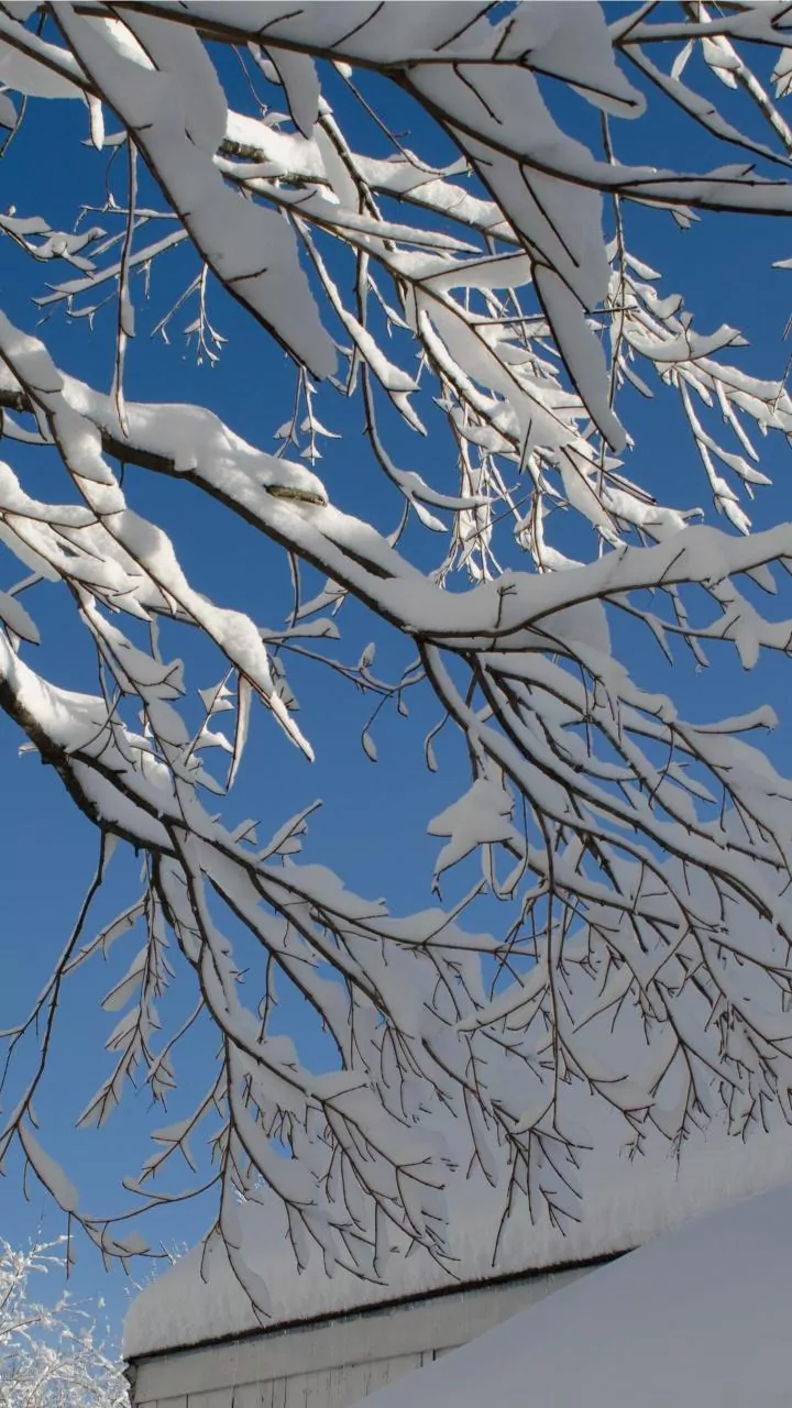 Transform Your Garden into a Winter Wonderland: Creative Activities for Kids!