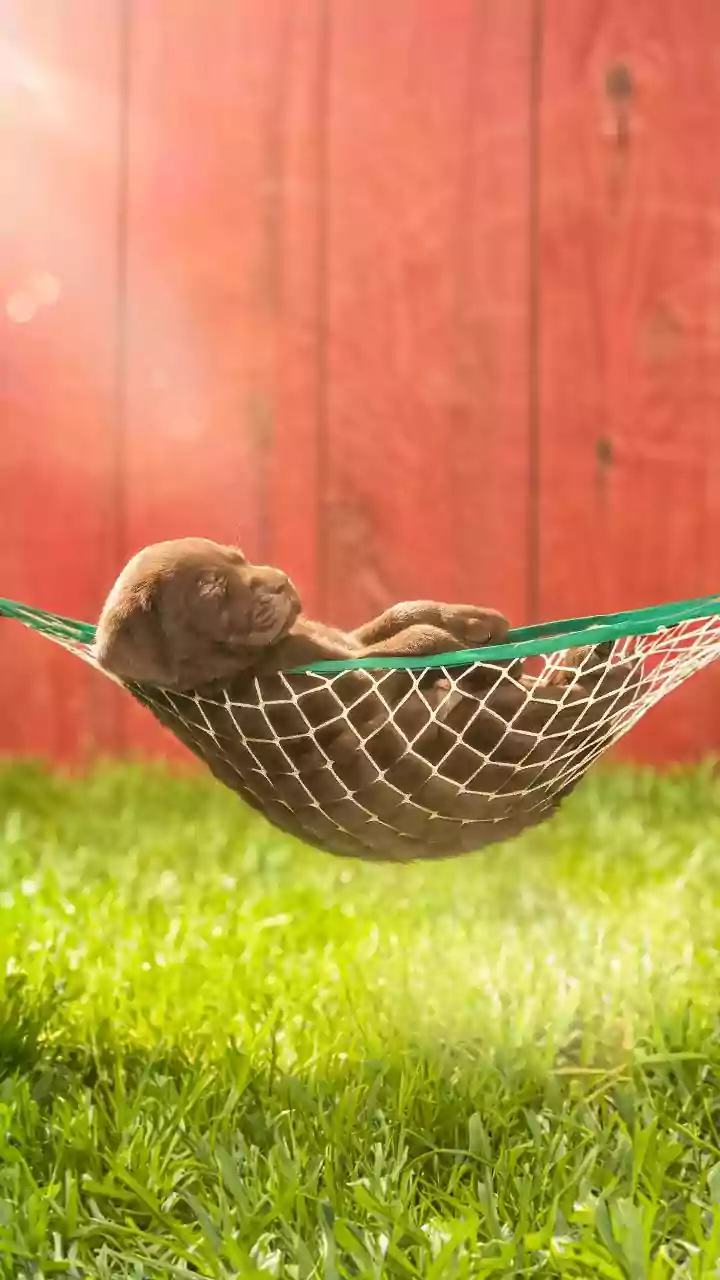 Sunny patches turn dogs into rotating nap-spot hunters