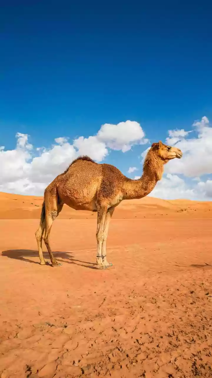 Camel Antibodies: A Hopeful Avenue for Alzheimer's Treatment?