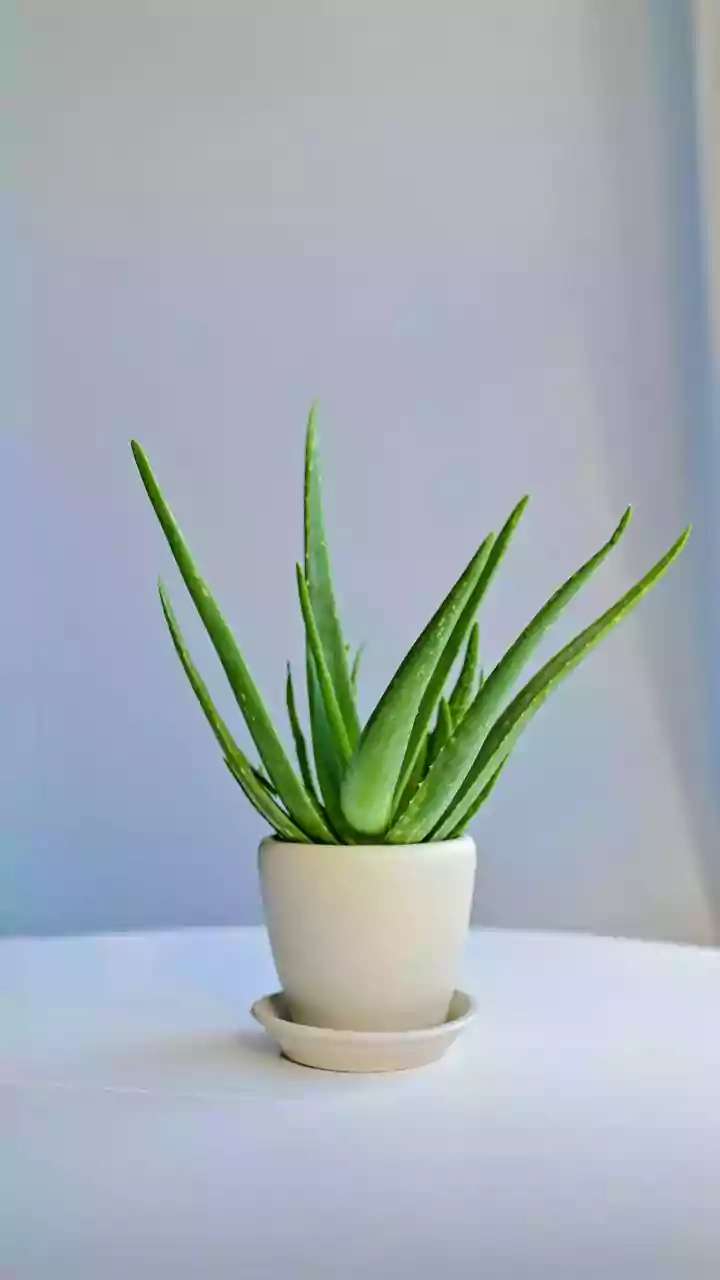 8 Houseplants to Invite Calm & Positive Vibes In