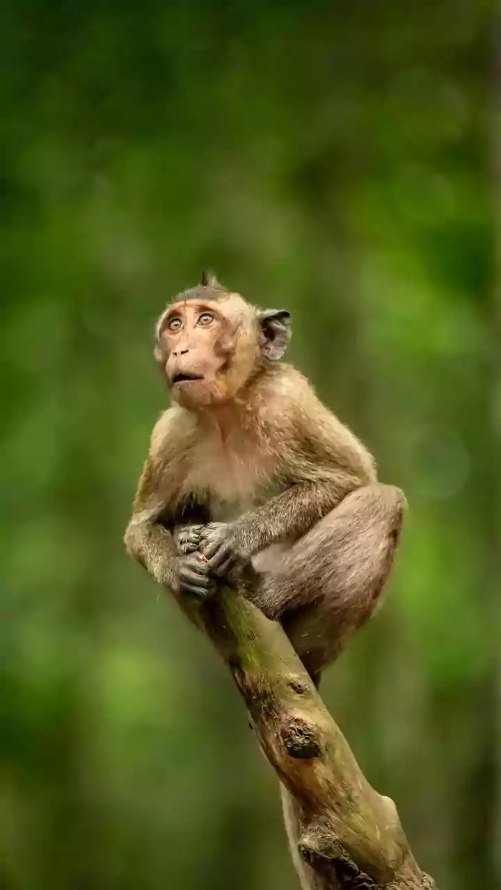Mordida de macaco pode matar? Entenda caso envolvendo atriz turca